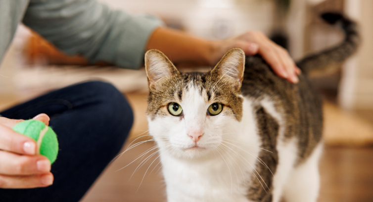 Världens första flytande, orala behandling av diabetes hos katter